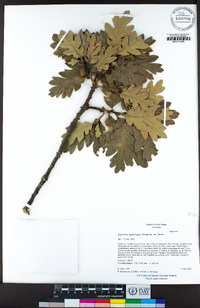 Quercus garryana image