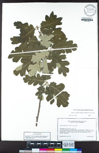 Quercus garryana var. garryana image