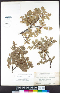 Quercus garryana var. semota image