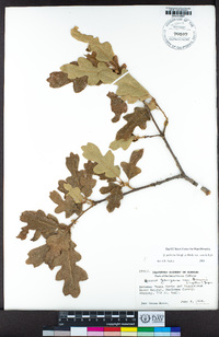 Quercus garryana var. semota image