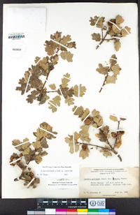 Quercus garryana var. semota image