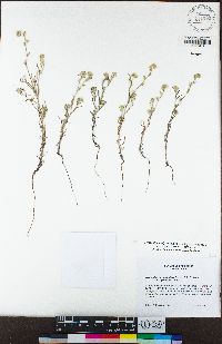 Cryptantha juniperensis image