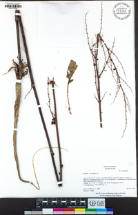 Rumex crispus image