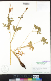 Aquilegia pubescens image