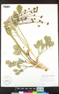 Lomatium nudicaule image