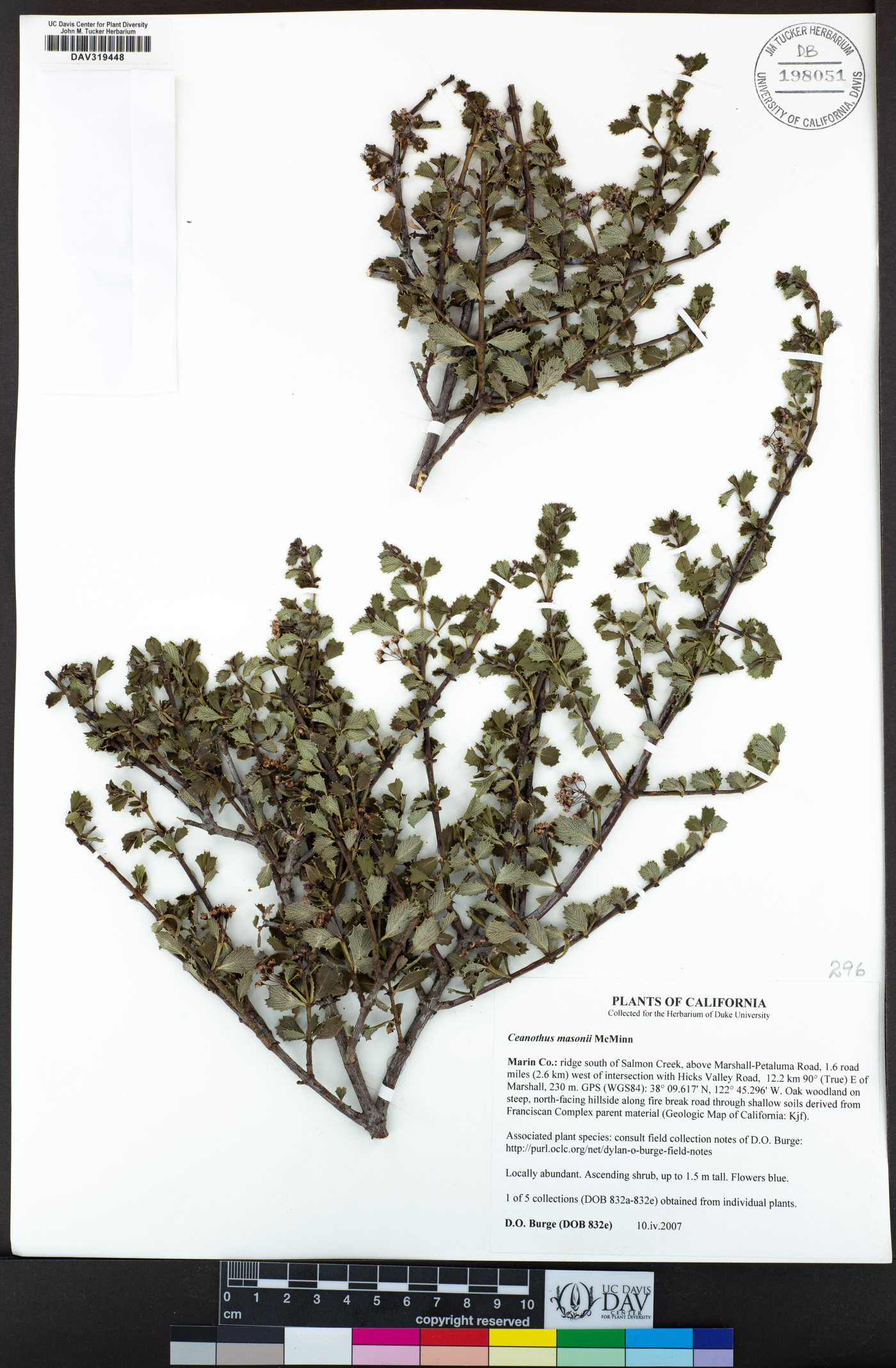 Ceanothus masonii image