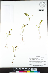 Ranunculus bonariensis var. trisepalus image