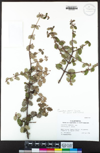 Ceanothus jepsonii image