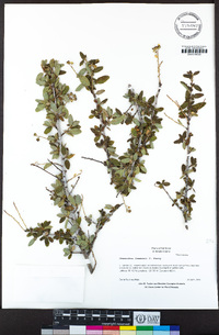 Ceanothus lemmonii image