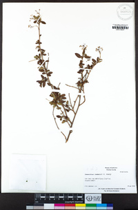 Ceanothus lemmonii image