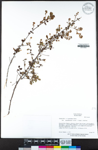 Ceanothus oliganthus var. sorediatus image
