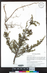 Ceanothus sonomensis image