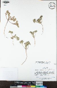 Greeneocharis circumscissa image