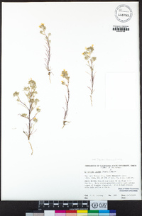 Eriastrum luteum image