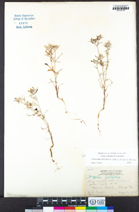 Eriastrum filifolium image