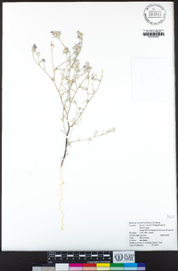 Eriastrum sparsiflorum image