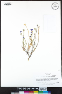 Eriastrum pluriflorum image