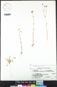 Gilia achilleifolia subsp. multicaulis image