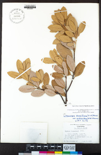 Notholithocarpus densiflorus var. echinoides image