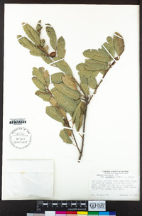 Quercus agrifolia image