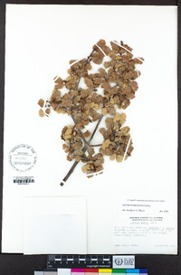 Quercus berberidifolia image