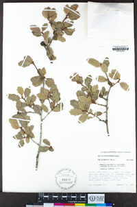 Quercus berberidifolia image