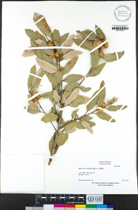 Quercus chrysolepis image