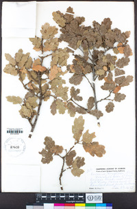 Quercus douglasii image