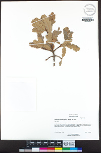 Quercus douglasii image