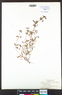 Collinsia parviflora image