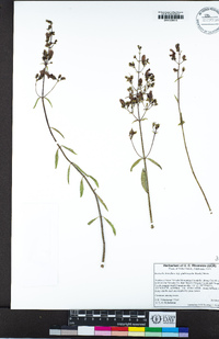 Keckiella breviflora var. glabrisepala image