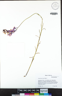 Linaria maroccana image