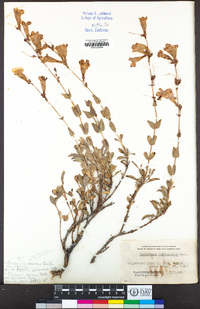 Penstemon azureus image