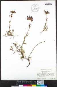 Penstemon heterodoxus image