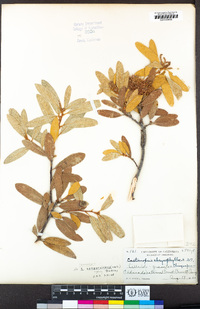 Chrysolepis sempervirens image