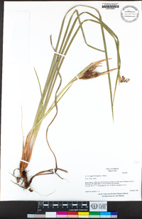 Iris macrosiphon image