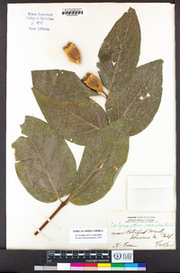 Calycanthus occidentalis image