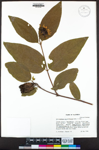 Calycanthus occidentalis image