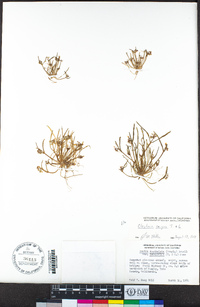 Claytonia exigua image