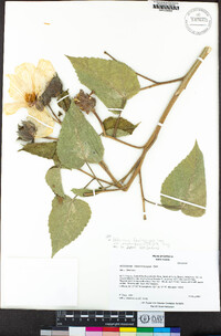 Hibiscus lasiocarpos var. occidentalis image