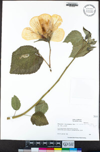 Hibiscus lasiocarpos var. occidentalis image