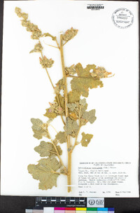 Malacothamnus aboriginum image