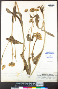 Arnica chamissonis image