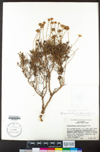 Argyranthemum foeniculaceum image