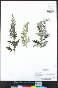 Artemisia vulgaris image