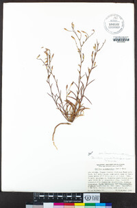 Benitoa occidentalis image