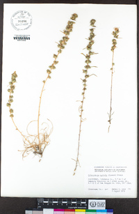 Calycadenia spicata image