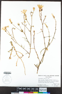 Calycoseris wrightii image