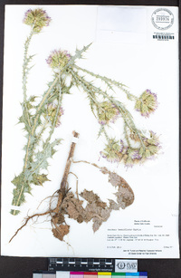 Carduus tenuiflorus image