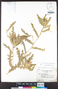 Centaurea benedicta image